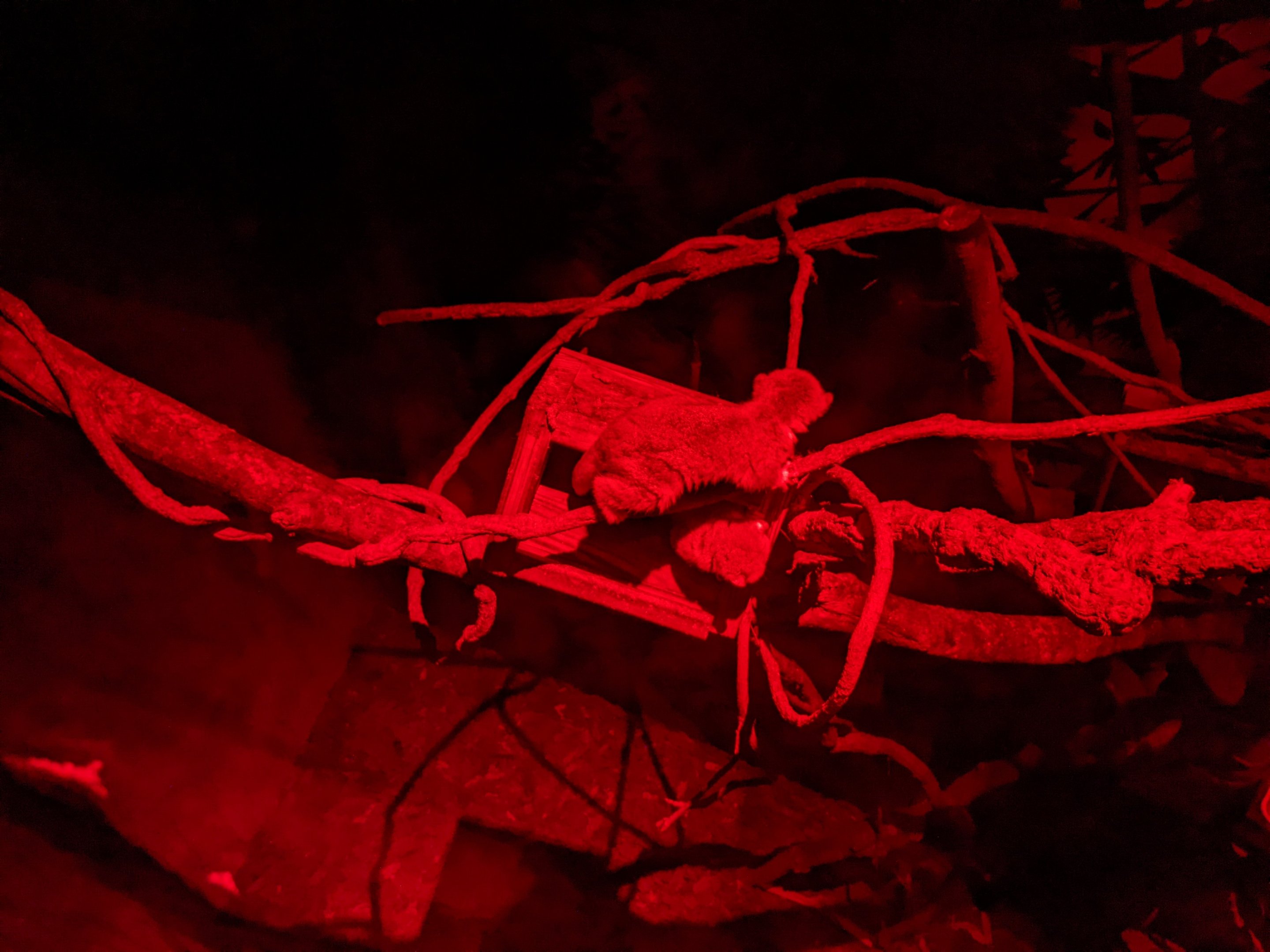 Fat-tailed Dwarf Lemur (Cheirogaleus medius)