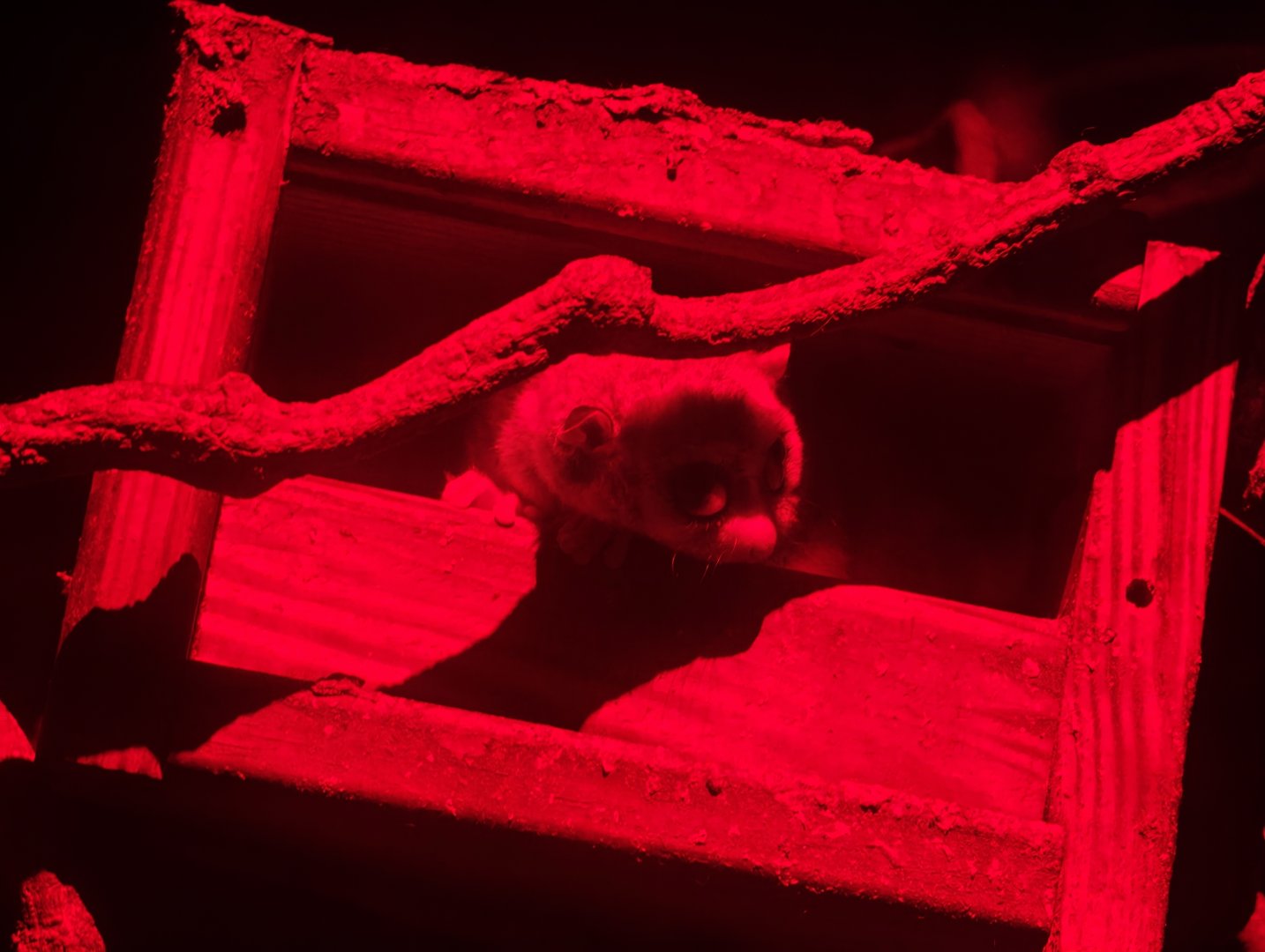 Fat-tailed Dwarf Lemur (Cheirogaleus medius)