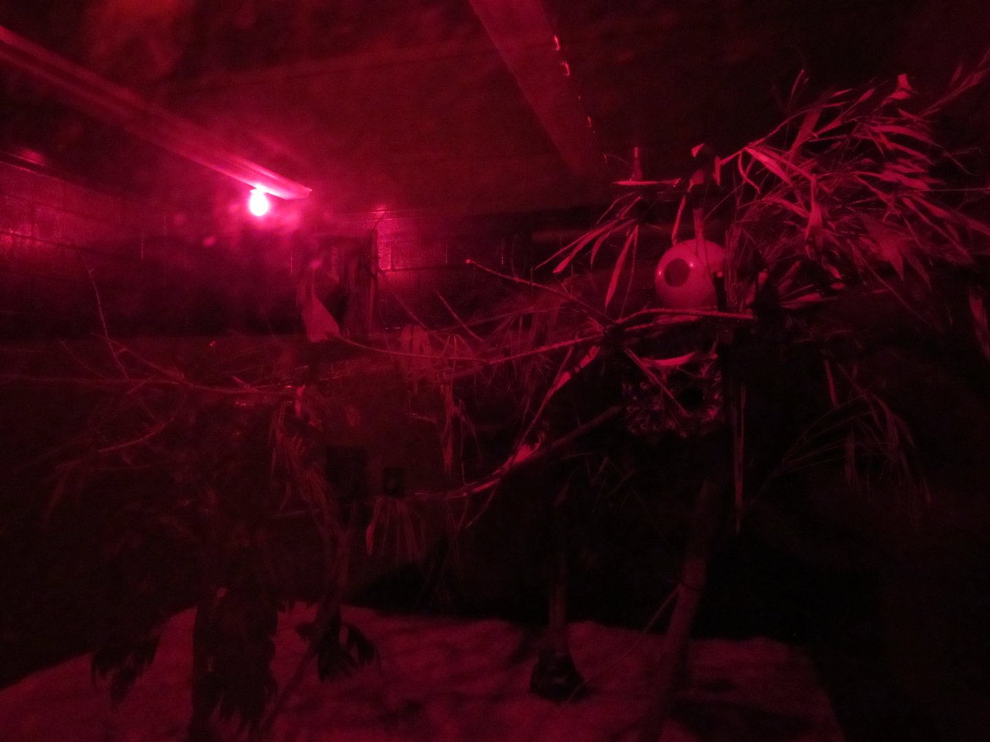 Fat-Tailed Dwarf Lemur Enclosure