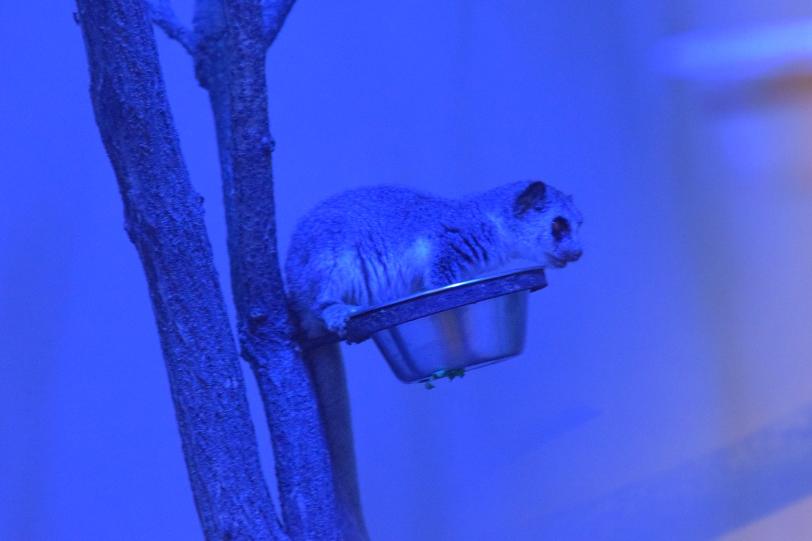 Fat-tailed dwarf lemur - October 2020