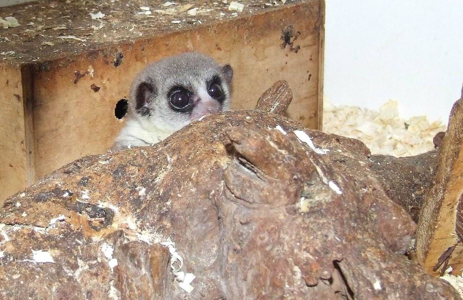 Fat-tailed Dwarf Lemur, Rare Species Conservation Centre, Sandwich