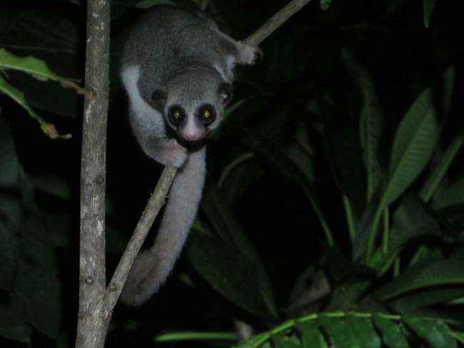 Fat-tailed dwarf lemur