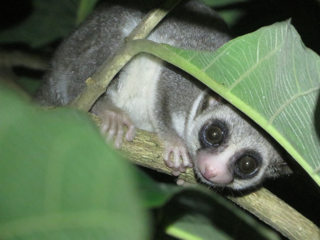 Fat-tailed dwarf lemur