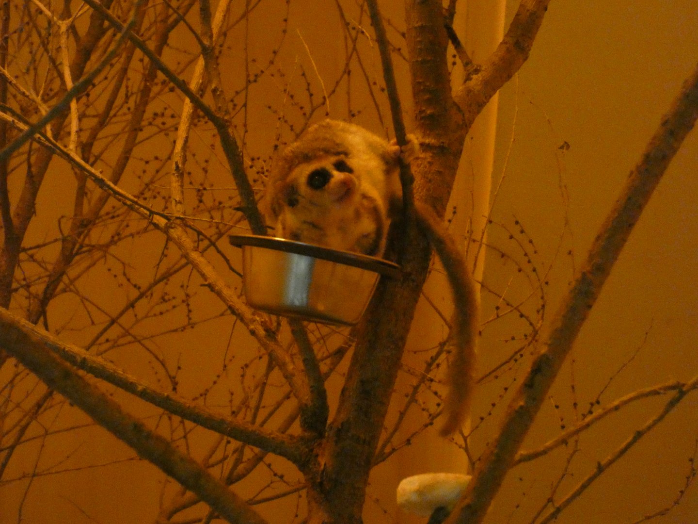 Fat-tailed dwarf lemur