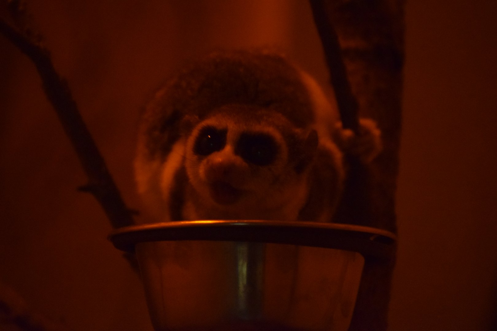 Fat-tailed dwarf lemur