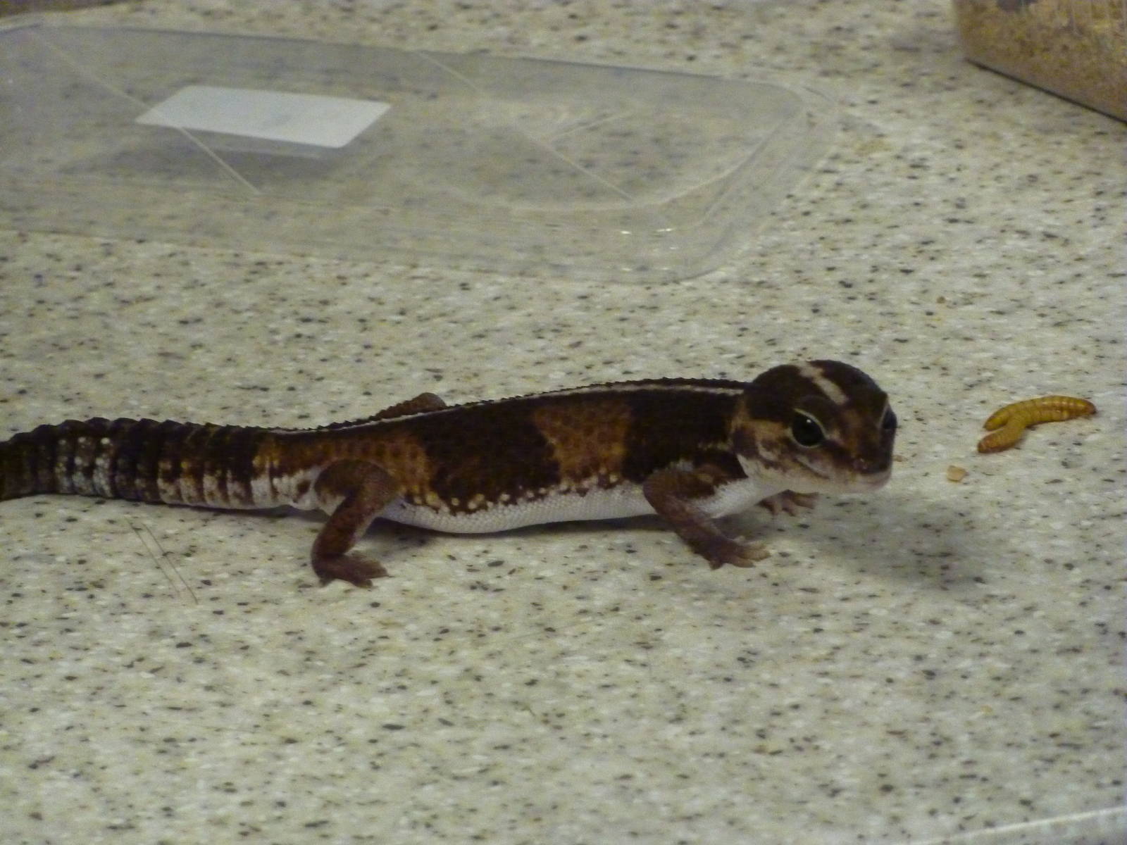 Fat-tailed gecko feeding, 6th November 2012.