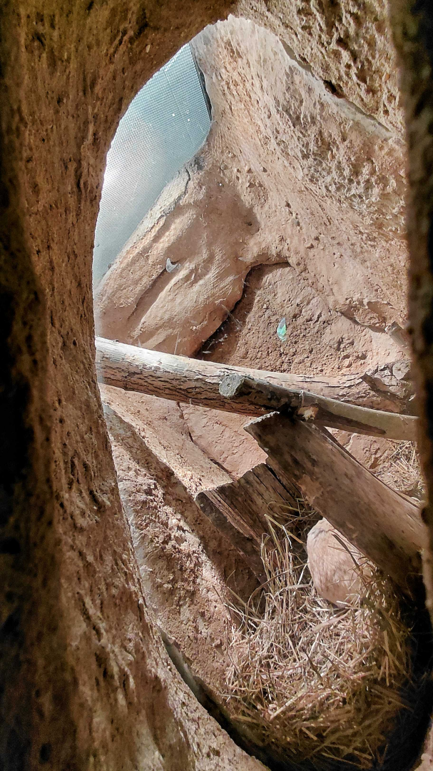 Fat-tailed gerbil exhibit