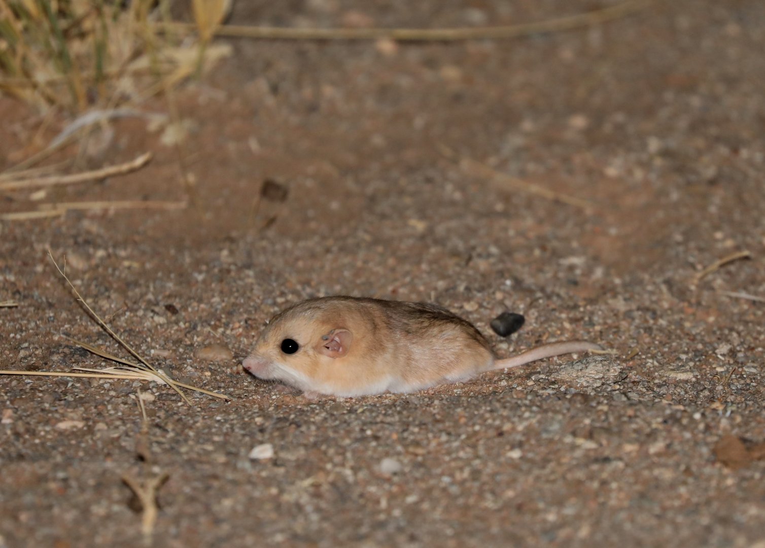 fat-tailed gerbil (Pachyuromys duprasi)