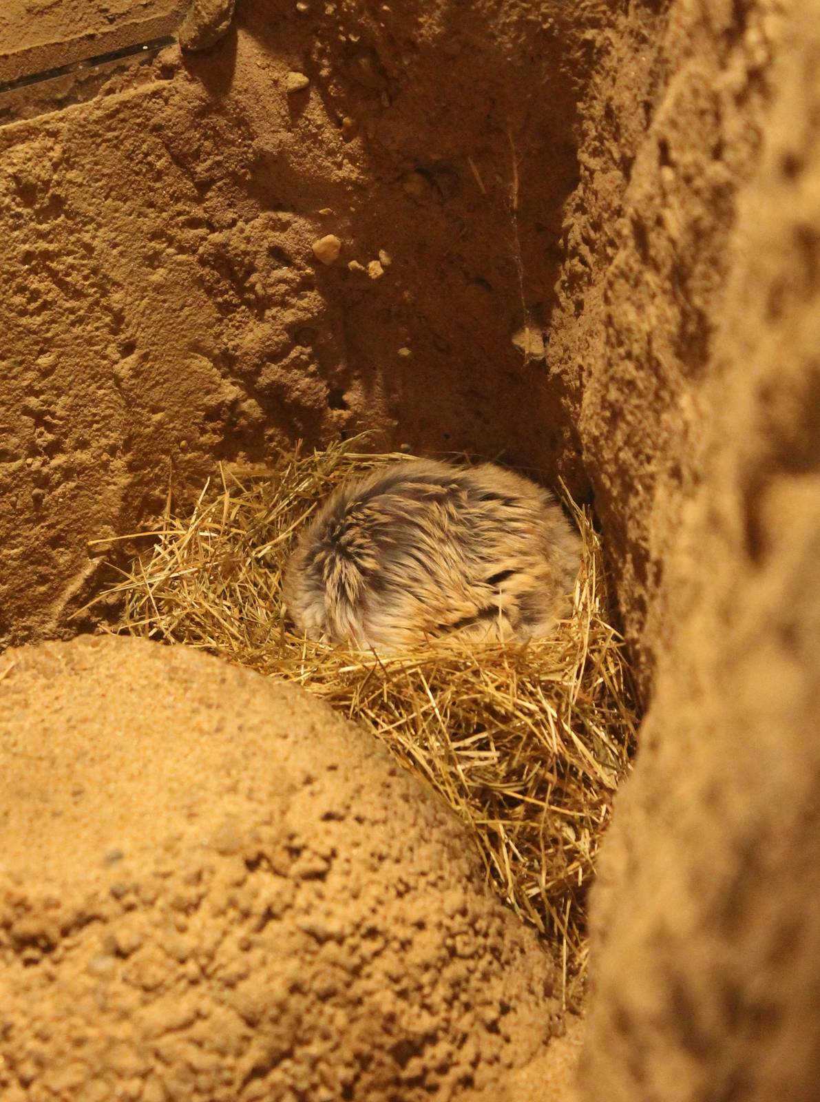 Fat-tailed gerbil - sleeping
