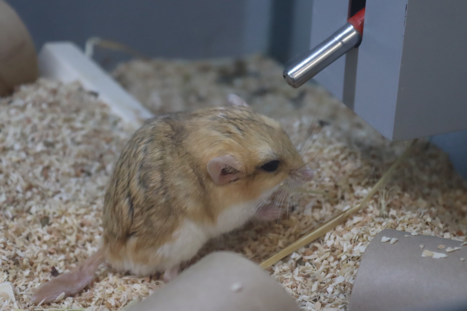 Fat-tailed Gerbil