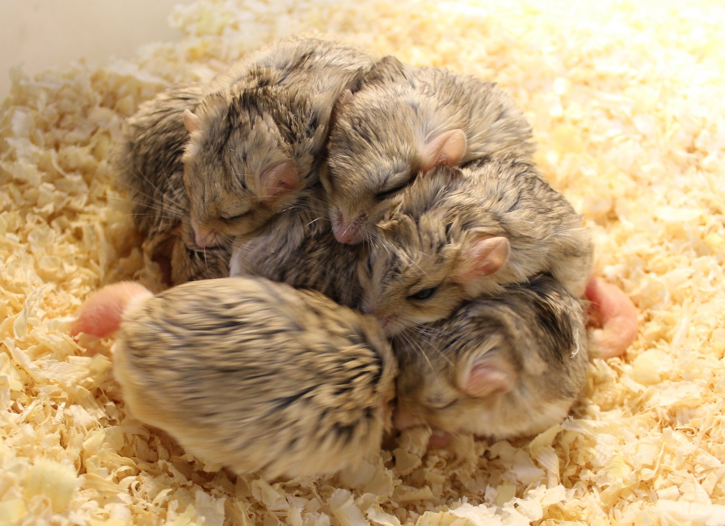 Fat-tailed gerbils