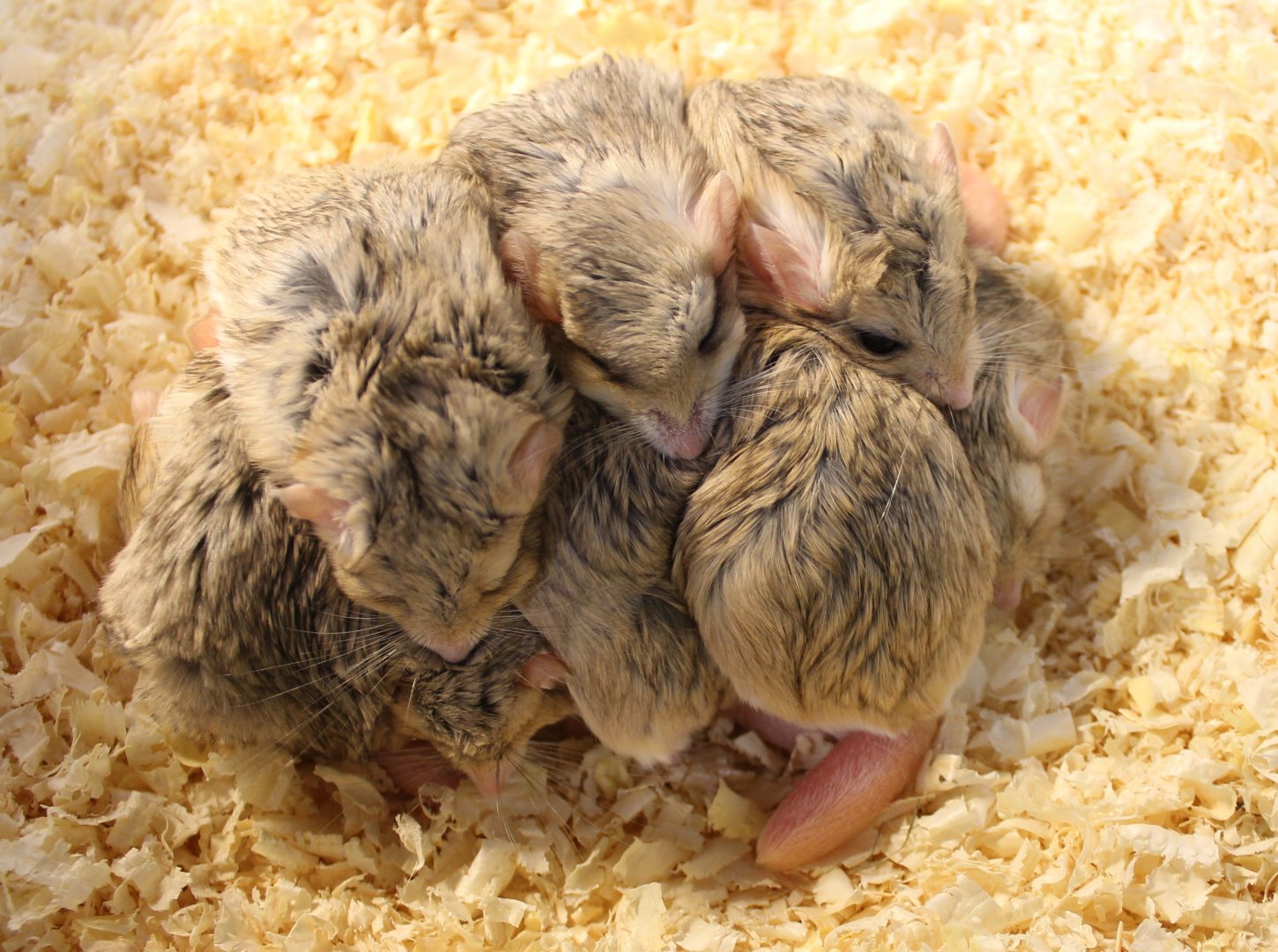 Fat-tailed gerbils