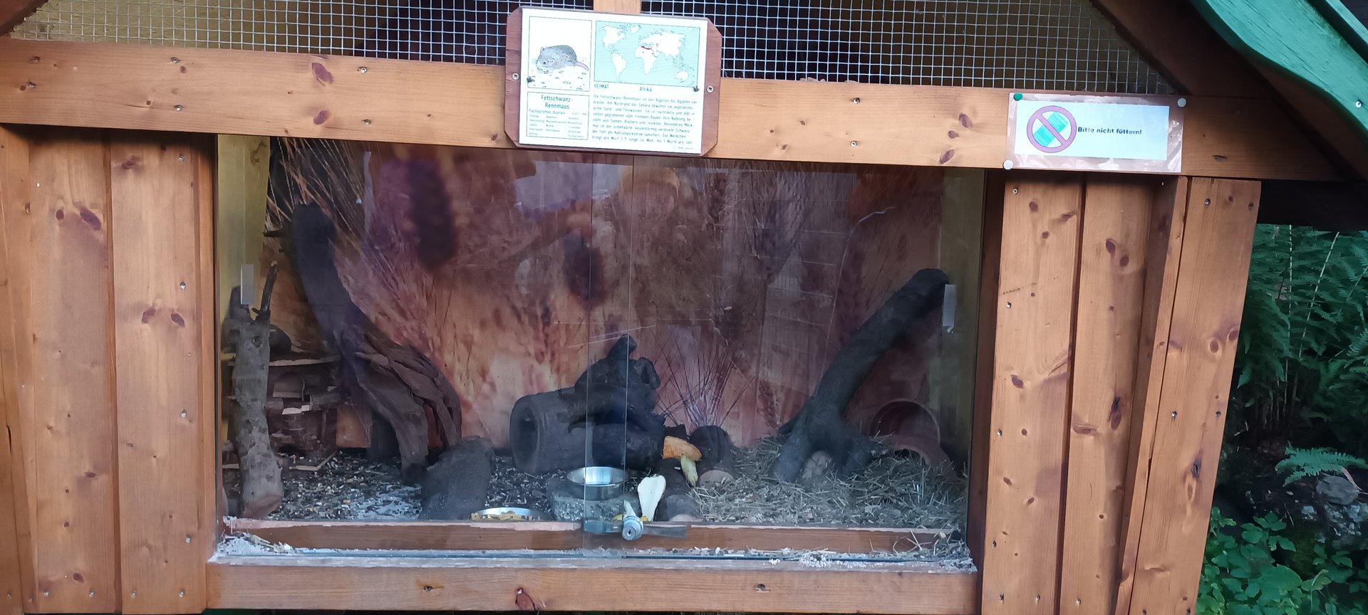 Fat tailed Jird Enclosure