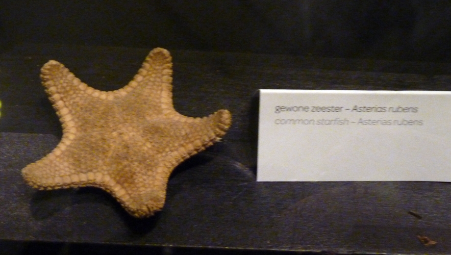 Fatal signage at Artis aquarium "museum"