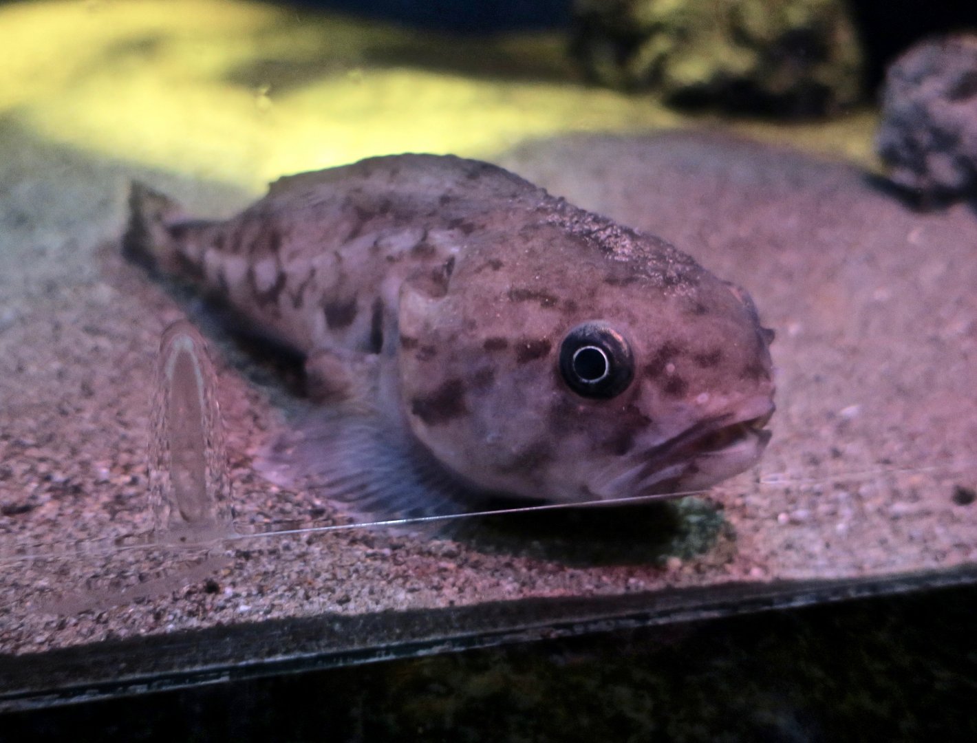 Fathead (Ebinania brephocephala)