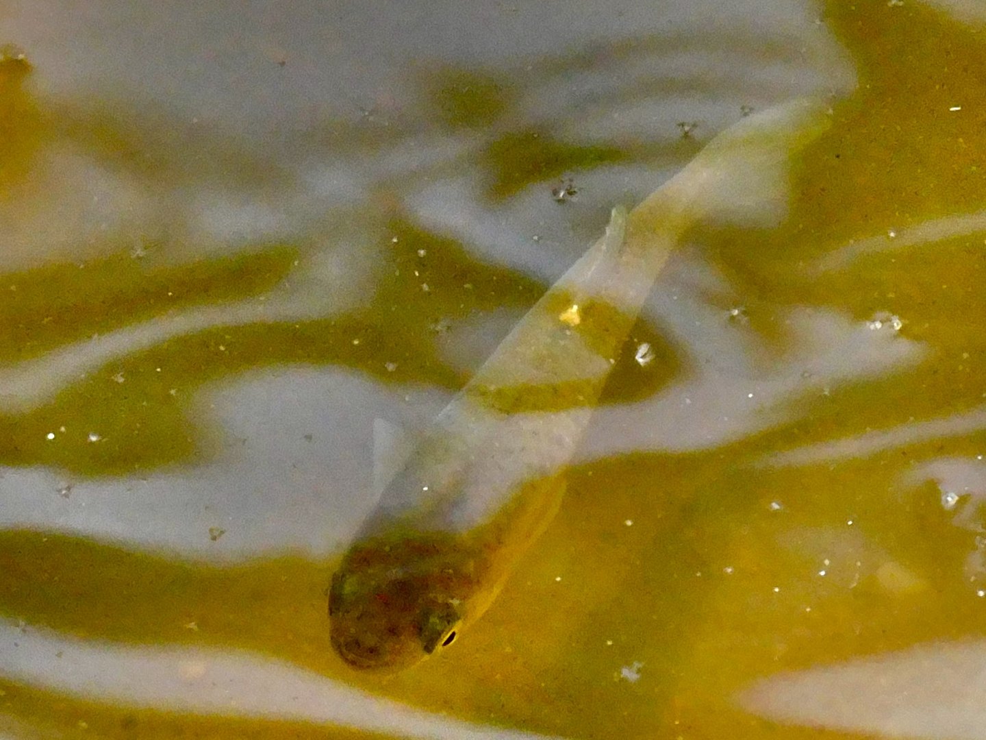 Fathead minnow I think