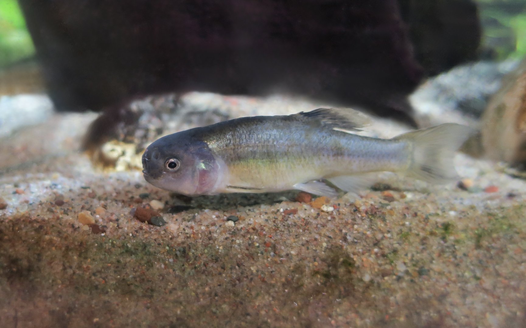 Fathead Minnow (Pimephales promelas) male