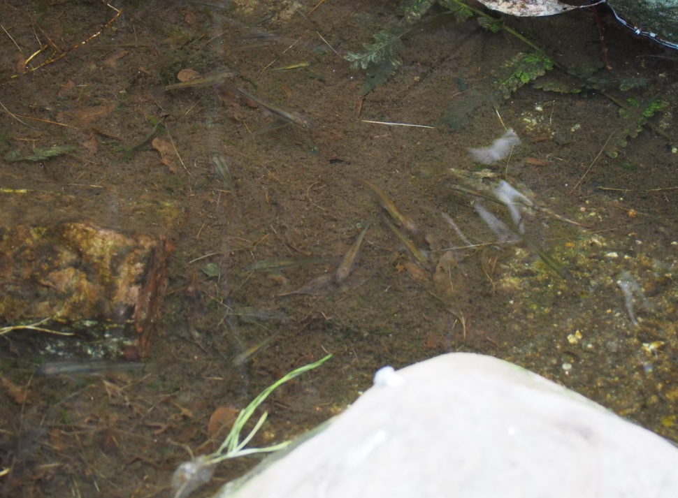 Fatheaded Minnows  - Burgers' Desert