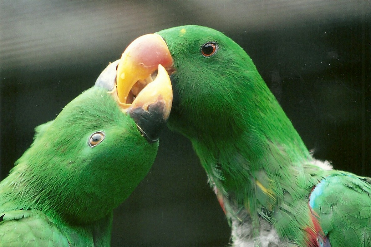 Father and son Eclectus Parrots, 8th September 2011