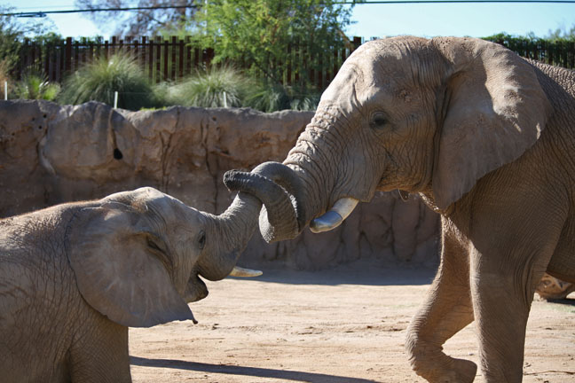 father and son sparring
