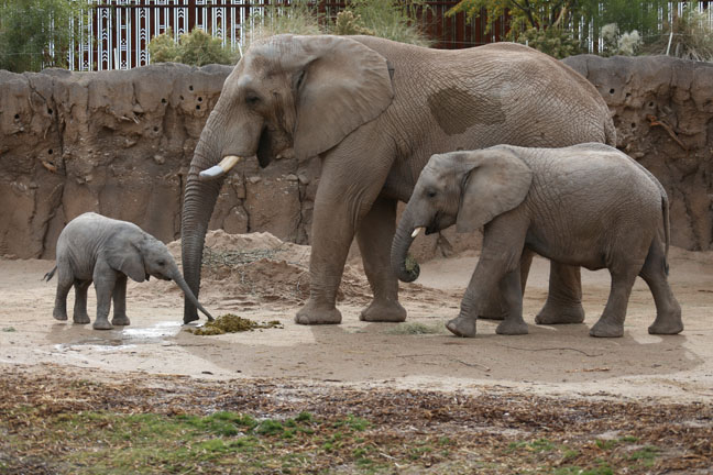 Father, son, daughter.