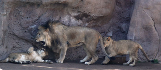 father with cubs