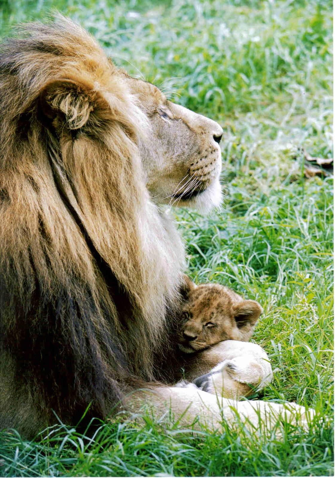 Father_and_Son_Lion_2_Colour