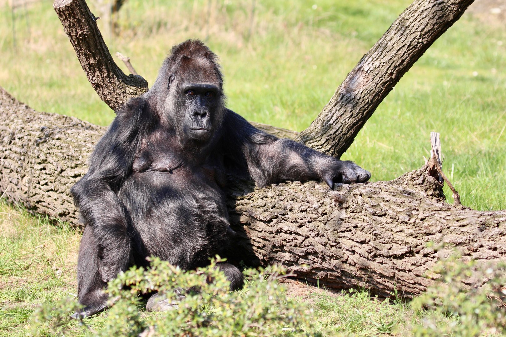 Fatou, Lowland Gorilla, Berlin Zoo, April 2019