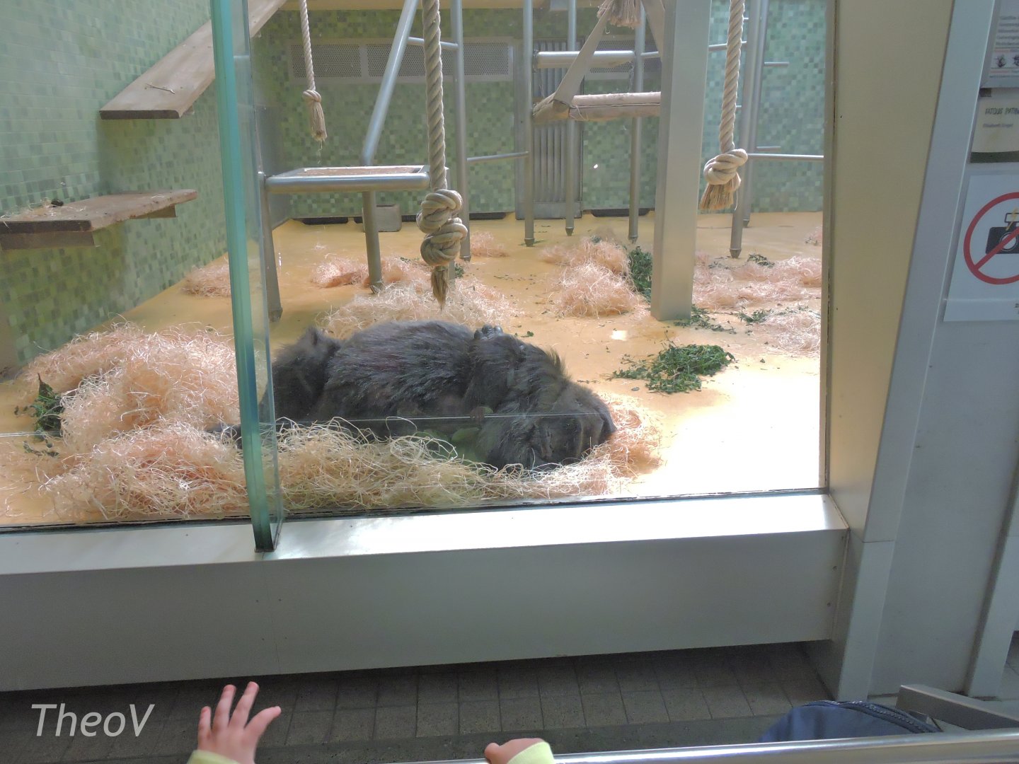 Fatou the gorilla [2017]