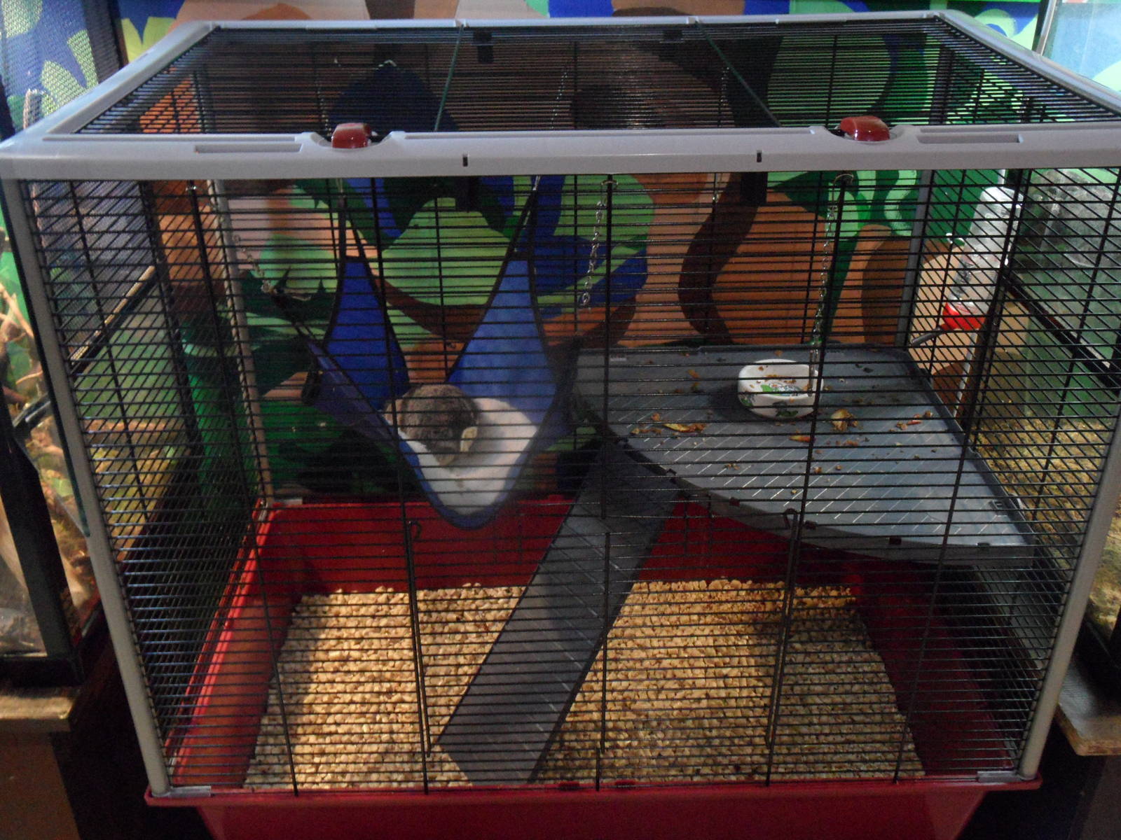 Fattest sugar glider!