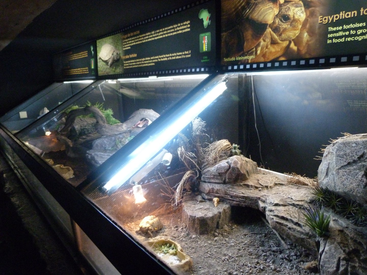 "Fauna Amenazada" exhibits -Faunia (2025)