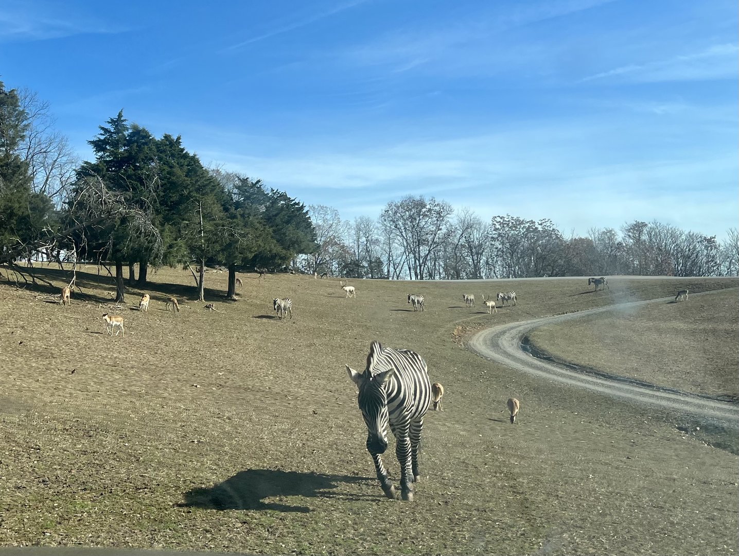 Fauna common to the Oak Grasslands of the Shenandoah Valley.