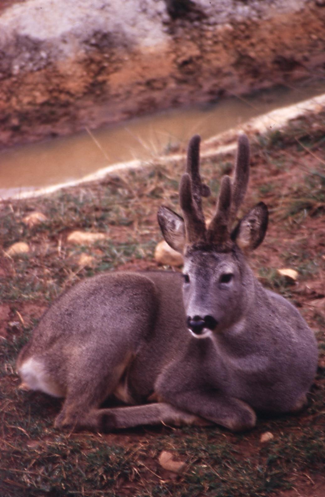 Fauna iberica representative animals