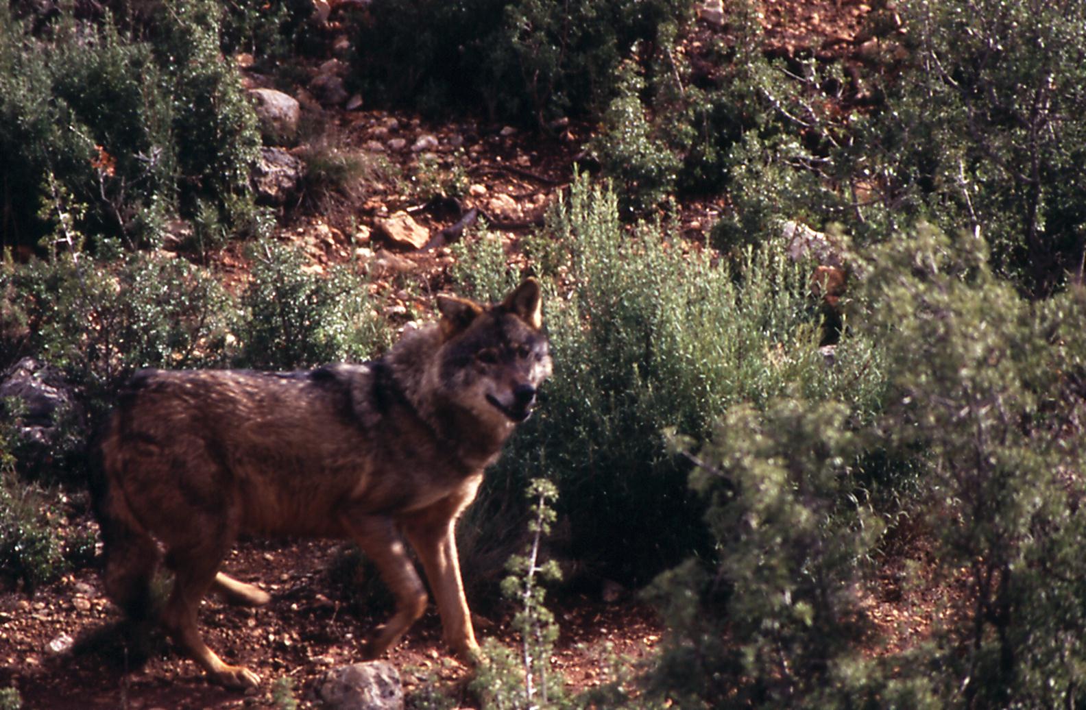 Fauna iberica representative animals