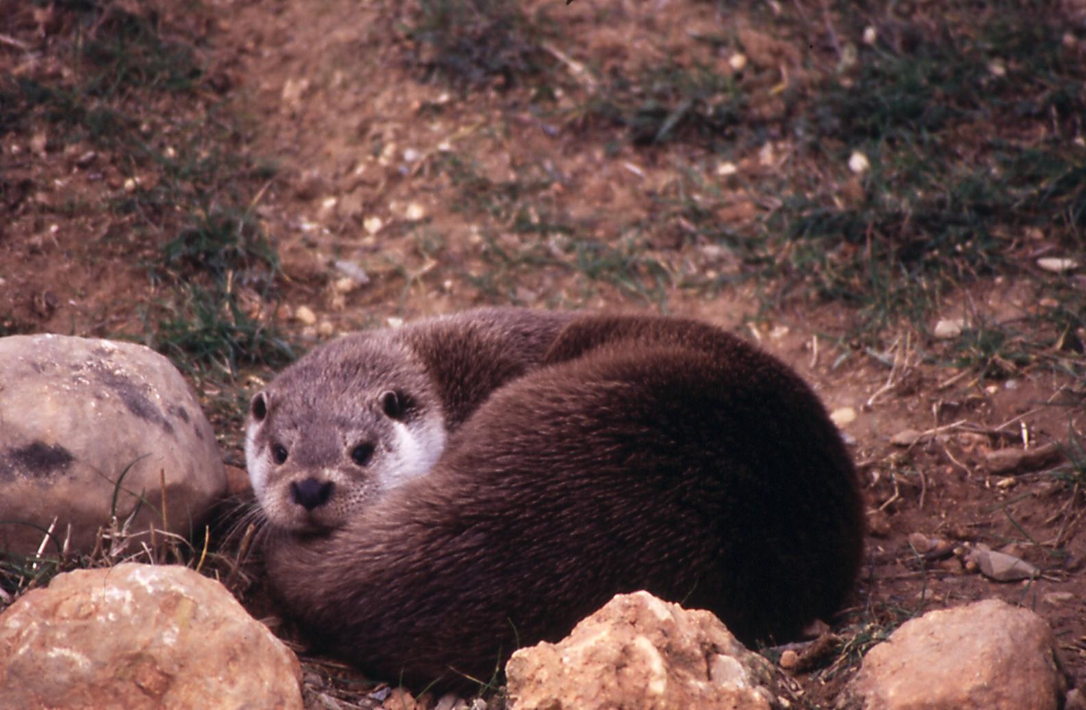 Fauna iberica representative animals