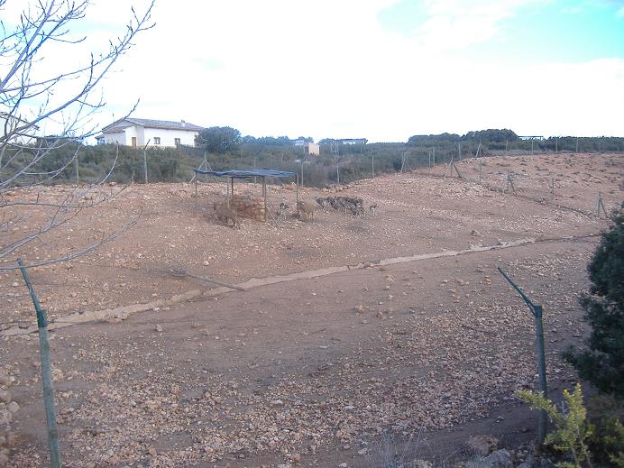 Fauna Ibirica Mouflon Barbary Sheep
