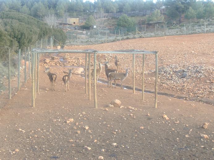 Fauna Ibirica Spanish Red Deer