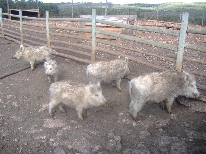 Fauna Ibirica wild boars