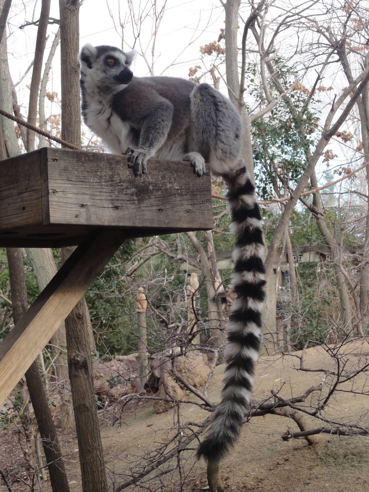 Faunia Christmas 2016: African rainforest