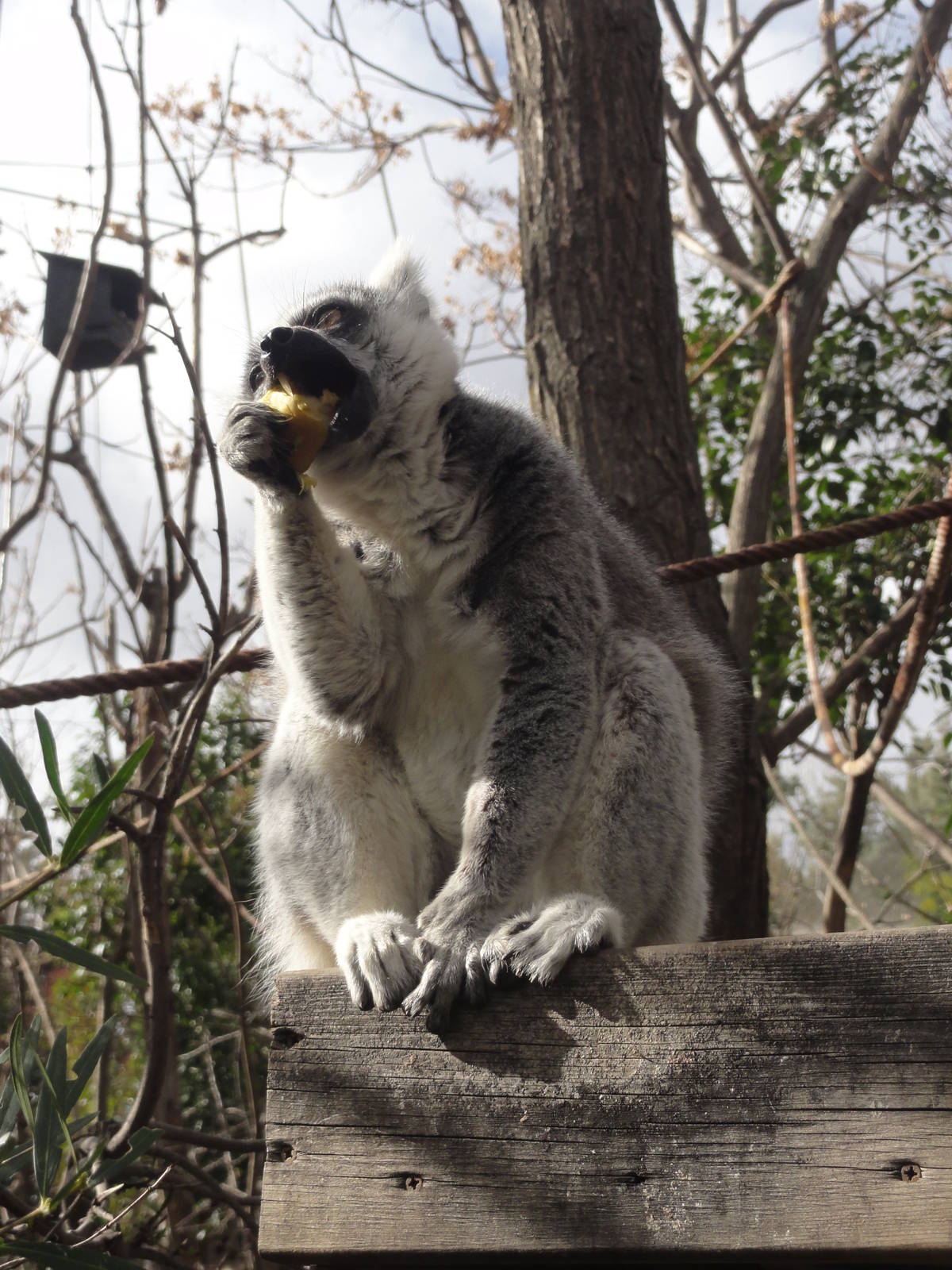 Faunia Christmas 2016: African rainforest