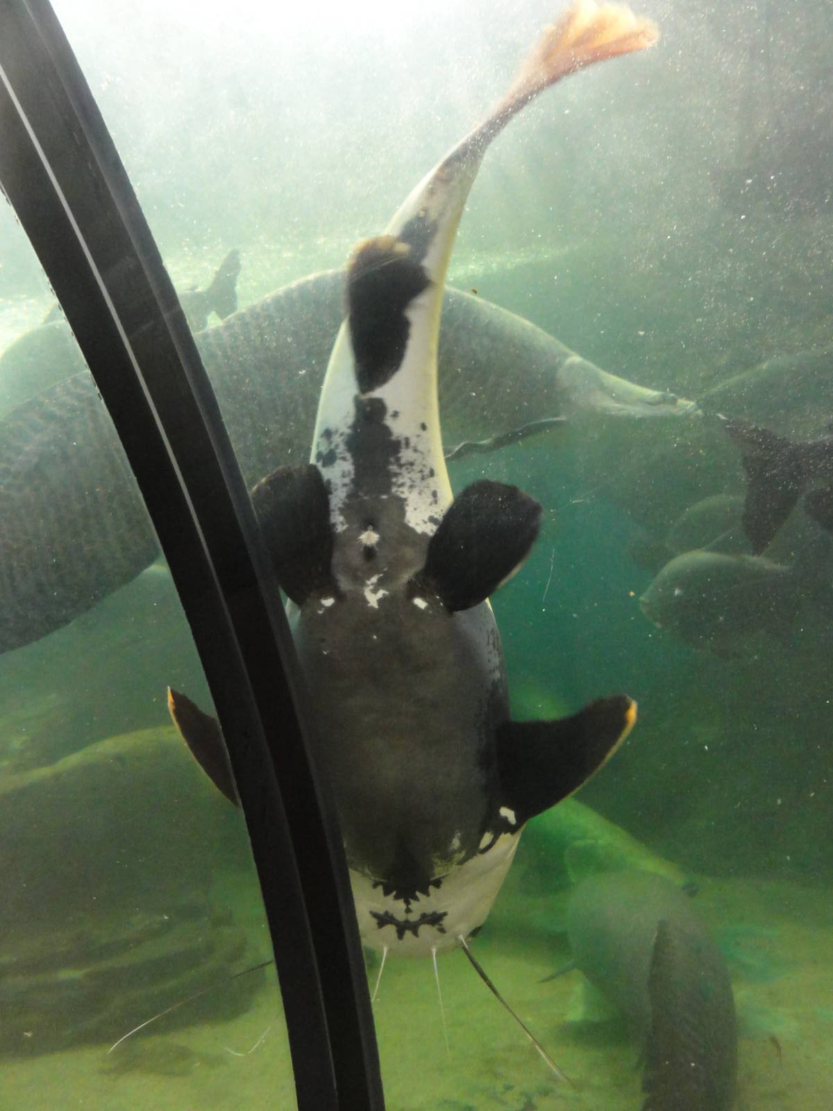 Faunia Christmas 2016: Amazon rainforest