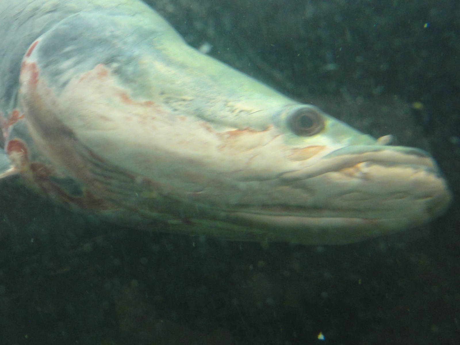 Faunia Christmas 2016: Amazon rainforest