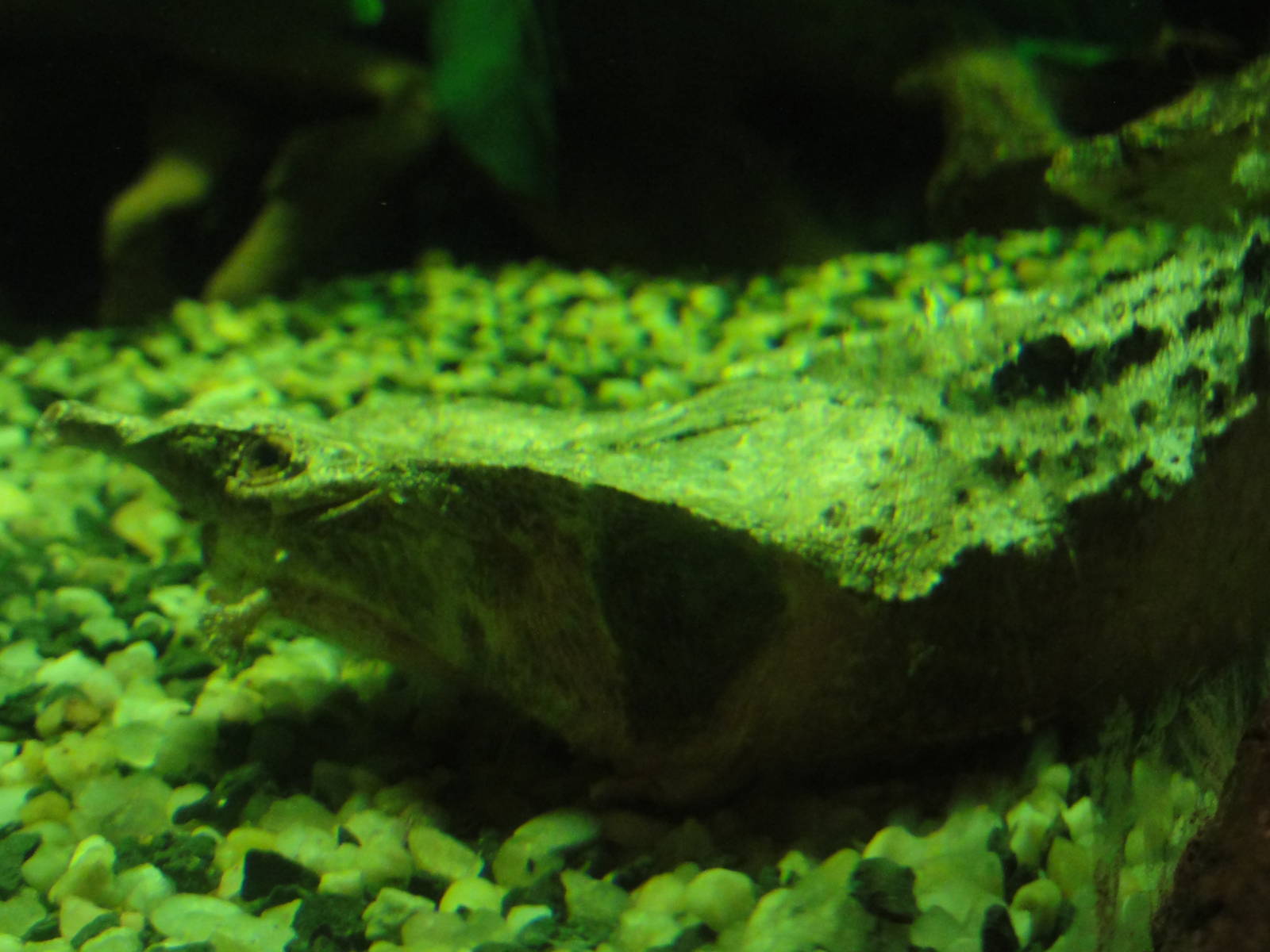 Faunia Christmas 2016: Amazon rainforest