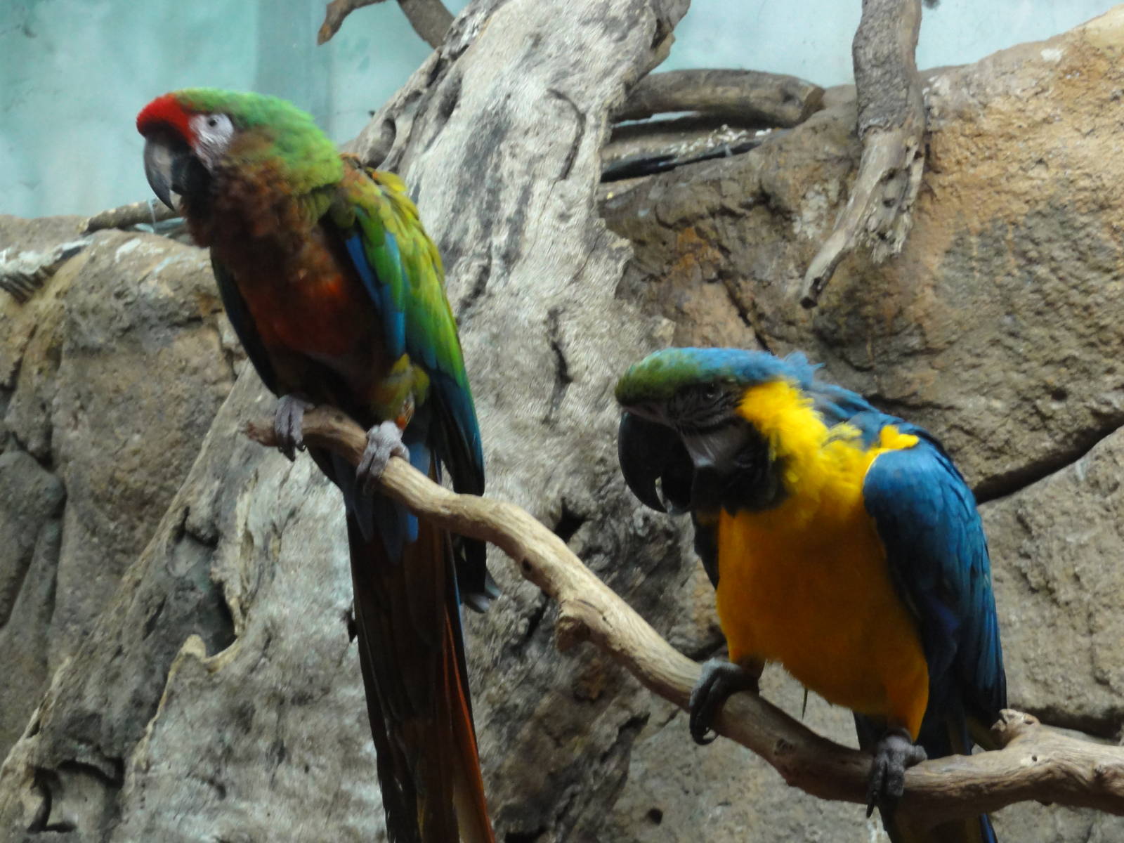 Faunia Christmas 2016: Amazon rainforest