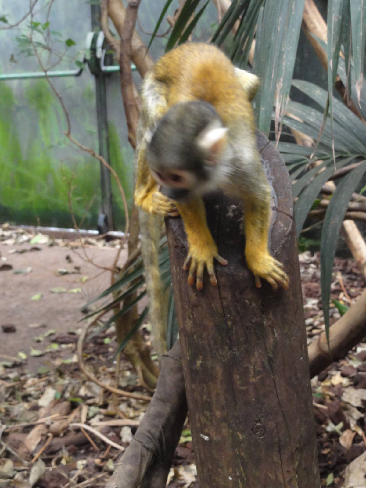 Faunia Christmas 2016: Amazon rainforest