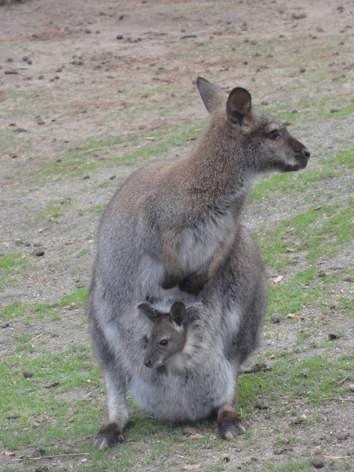 Faunia Christmas 2016: Australians