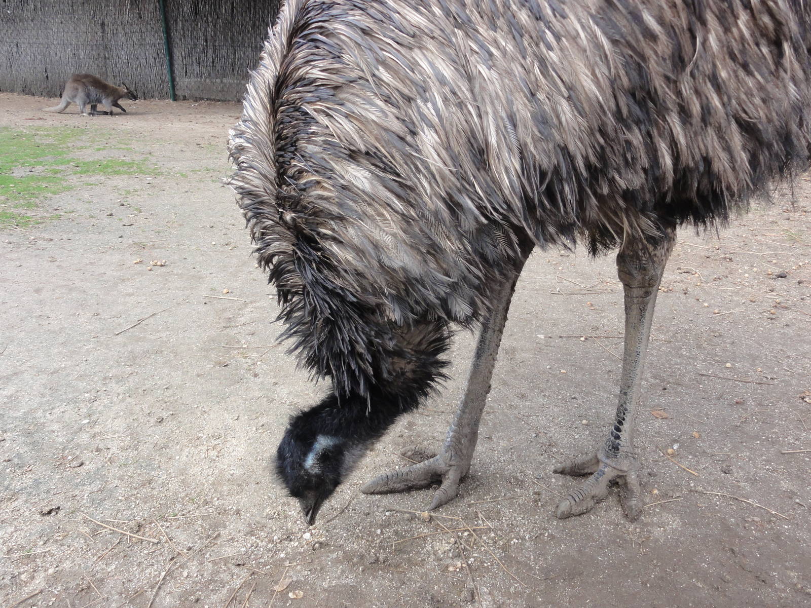 Faunia Christmas 2016: Australians