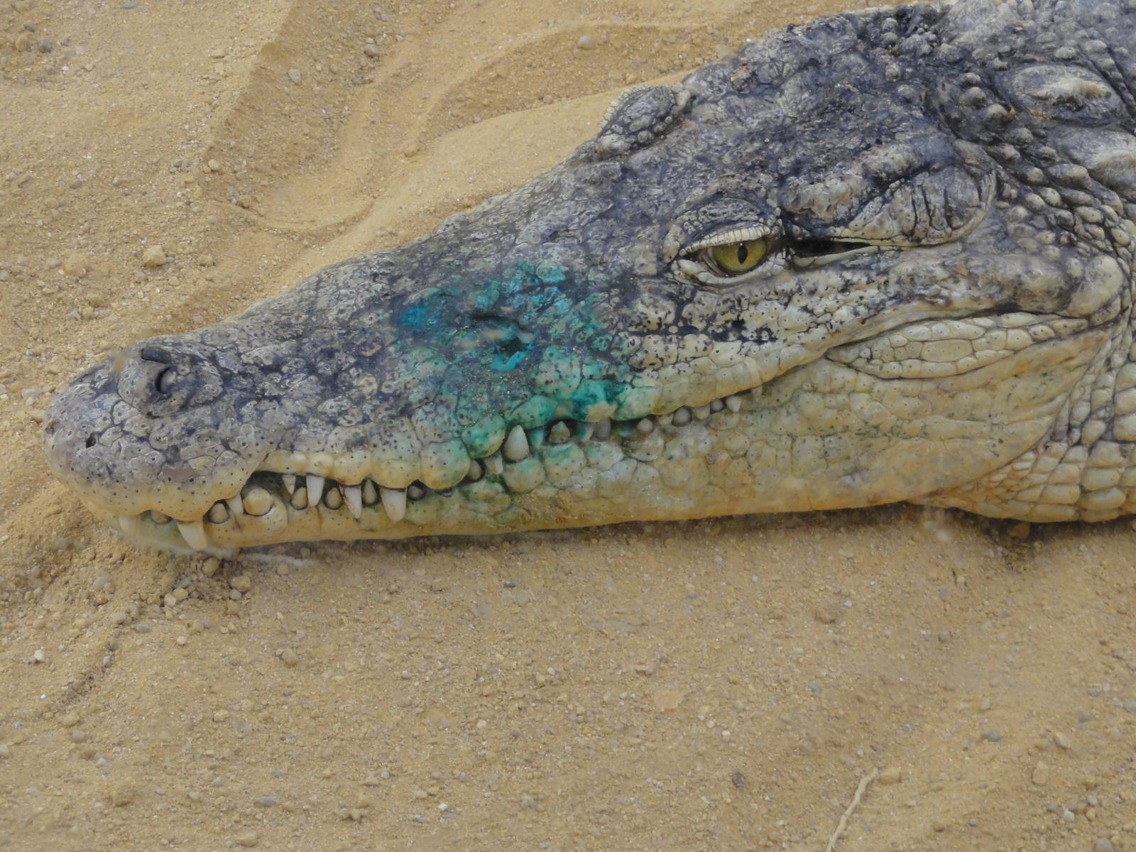 Faunia Christmas 2016: blue jaws