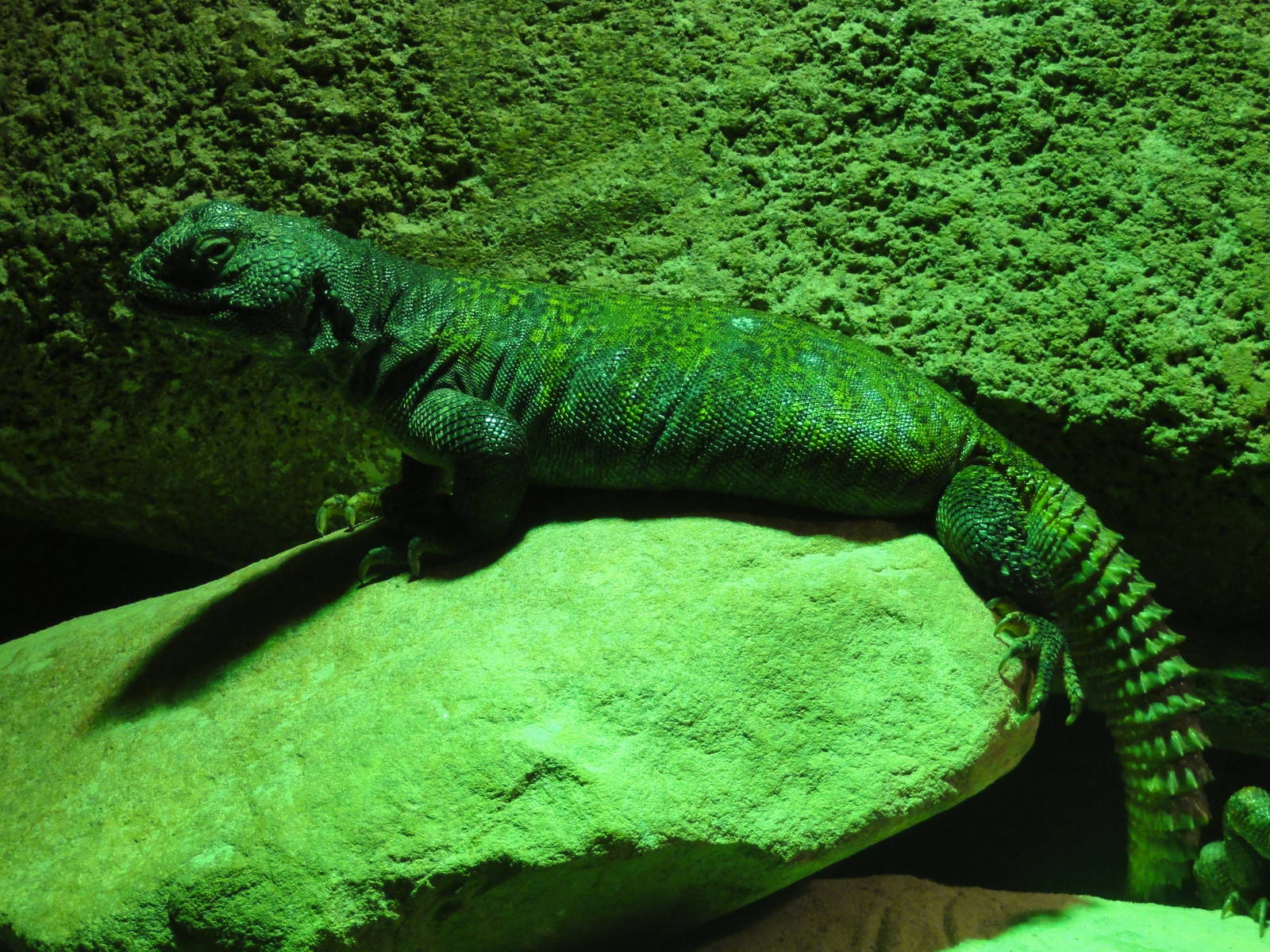 Faunia Christmas 2016: Faunia Christmas 2016: Nocturnal area