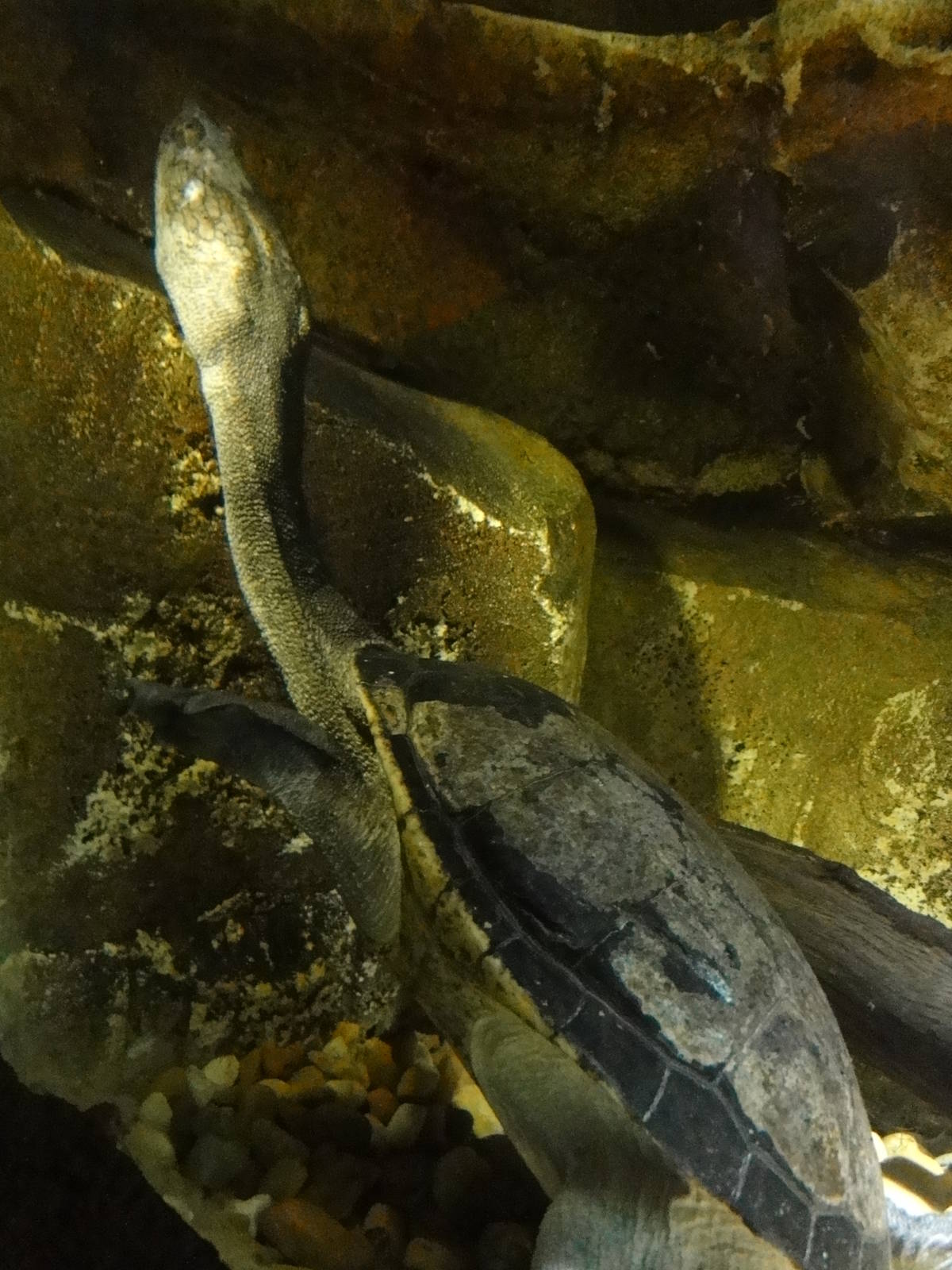 Faunia Christmas 2016: Faunia Christmas 2016: Nocturnal area